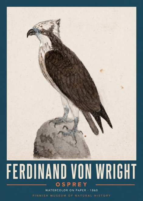Ferdinand von Wright Osprey No2 - Plakát