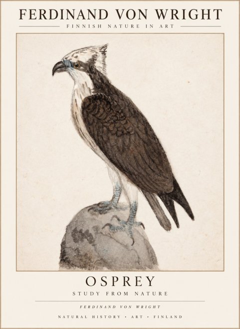 Ferdinand von Wright Osprey No3 - Plakát