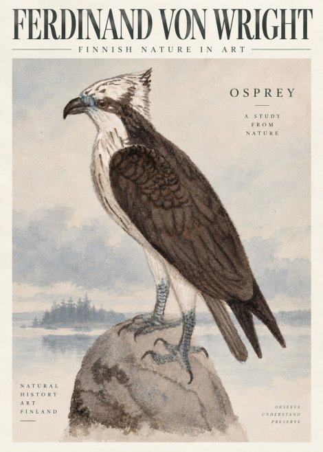 Ferdinand von Wright Osprey No6 - Plakát