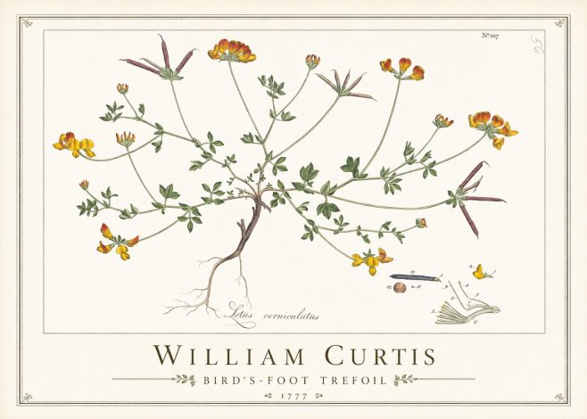 William Curtis Bird's-foot Trefoil No1 - Plakát