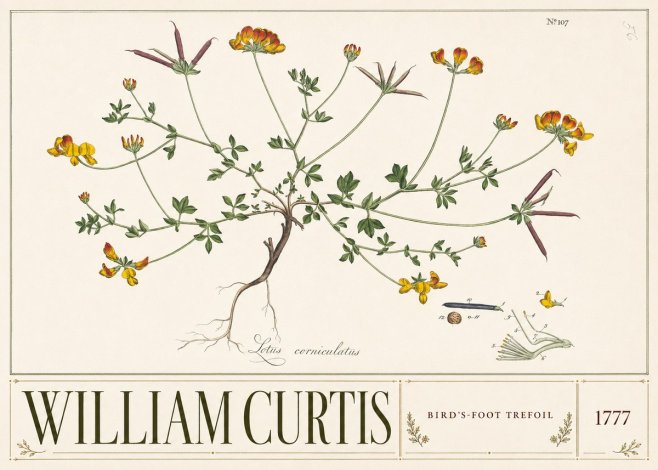 William Curtis Bird's-foot Trefoil No3 - Plakát