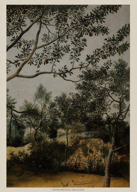 Pieter Bruegel Branch of a Pear Tree No5 - Plakát