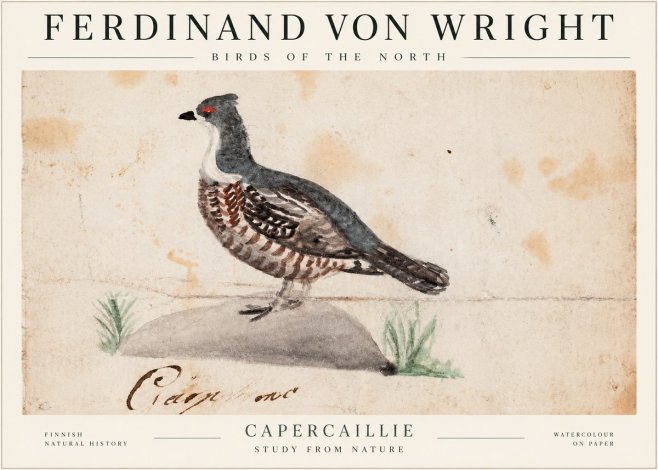 Ferdinand von Wright Grouse No2 - Plakát