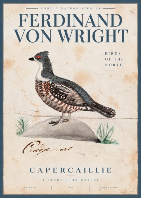 Ferdinand von Wright Grouse No5 - Plakát