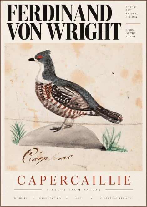 Ferdinand von Wright Grouse No6 - Plakát