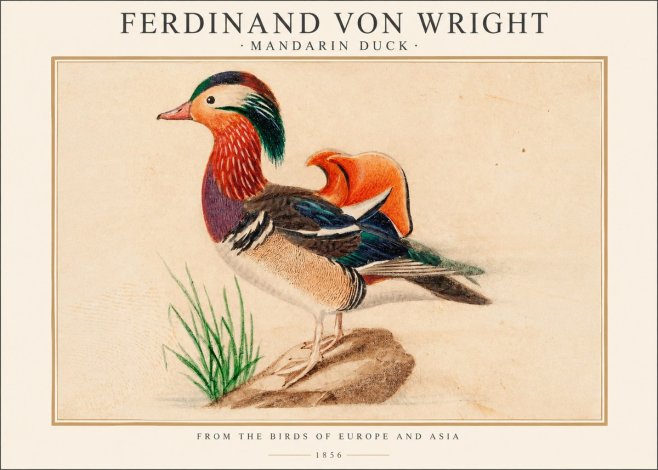 Ferdinand von Wright Mandarin Duck No1 - Plakát