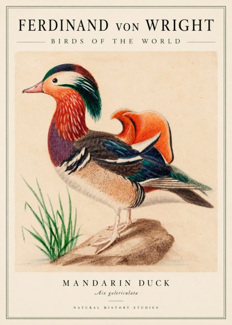 Ferdinand von Wright Mandarin Duck No3 - Plakát