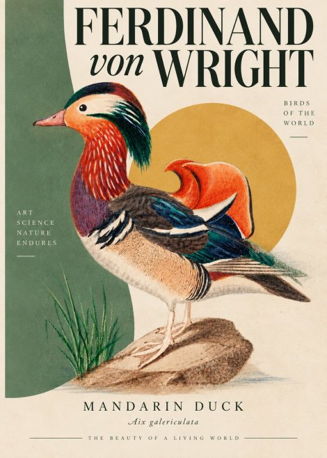 Ferdinand von Wright Mandarin Duck No5 - Plakát