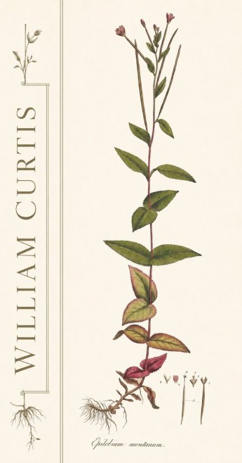 William Curtis Epilobium Montanum. No2 - Plakát