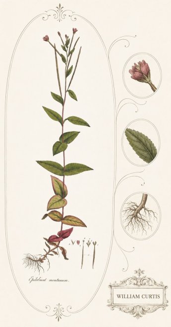 William Curtis Epilobium Montanum. No4 - Plakát