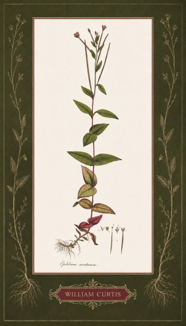 William Curtis Epilobium Montanum. No5 - Plakát