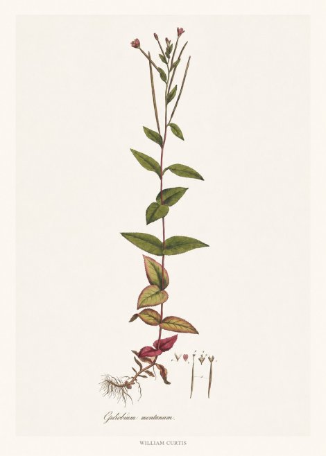 William Curtis Epilobium Montanum. No6 - Plakát