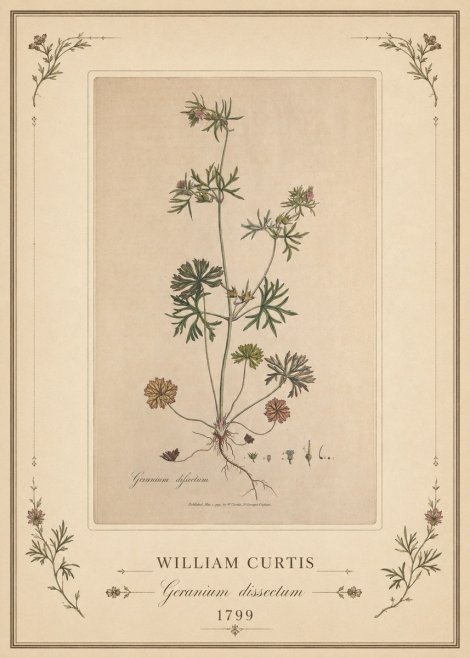 William Curtis Geranium Dissectum II No1 - Plakát