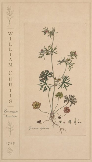 William Curtis Geranium Dissectum II No2 - Plakát