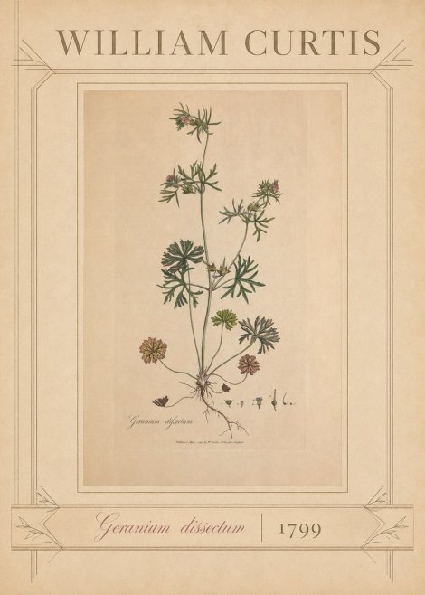 William Curtis Geranium Dissectum II No3 - Plakát