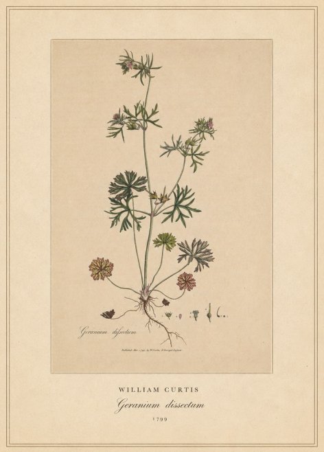 William Curtis Geranium Dissectum II No4 - Plakát