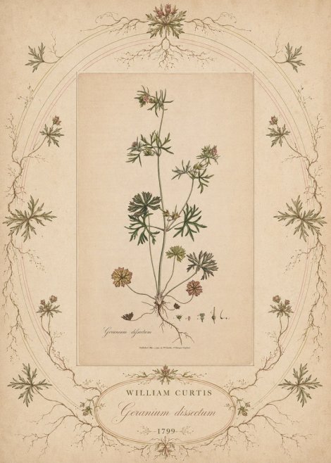 William Curtis Geranium Dissectum II No5 - Plakát