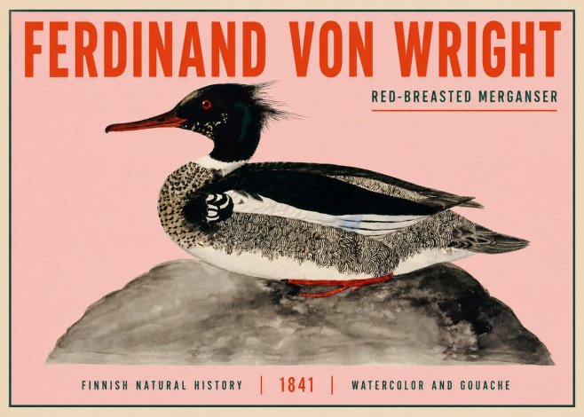 Ferdinand von Wright Red-breasted Merganser No3 - Plakát