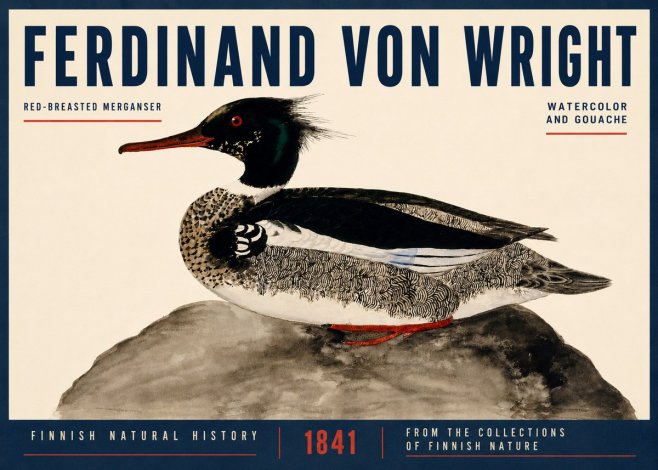 Ferdinand von Wright Red-breasted Merganser No4 - Plakát