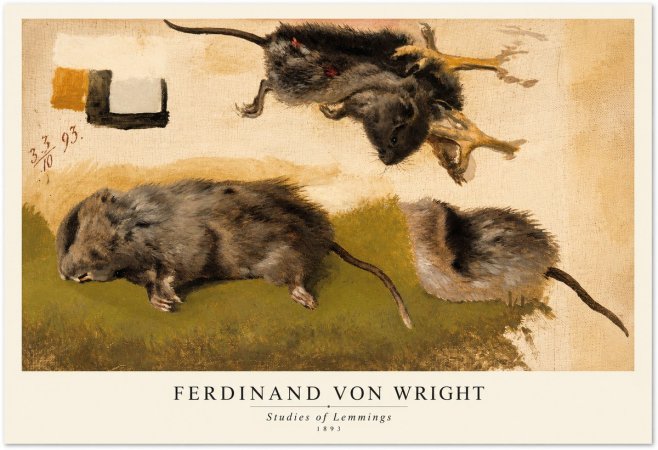 Ferdinand von Wright Studies of Lemmings No1 - Plakát