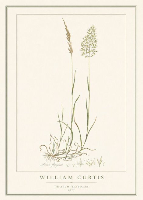 William Curtis Trisetum Flavescens III No1 - Plakát