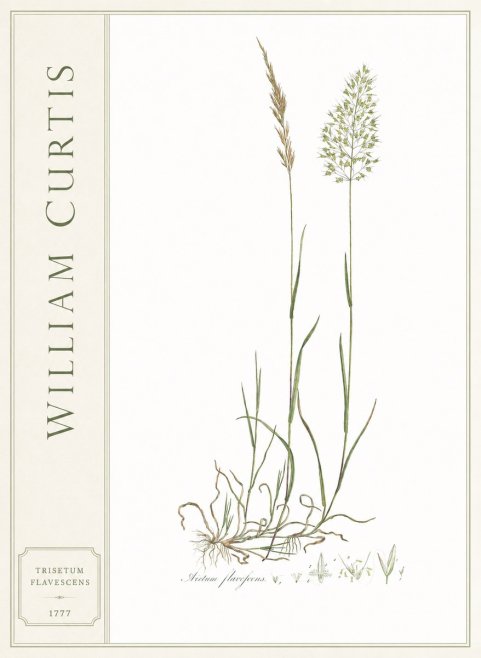 William Curtis Trisetum Flavescens III No2 - Plakát