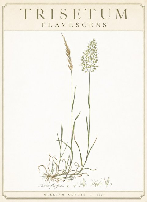 William Curtis Trisetum Flavescens III No3 - Plakát