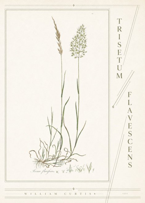 William Curtis Trisetum Flavescens III No4 - Plakát