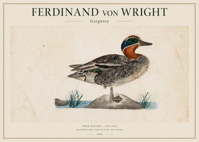 Ferdinand von Wright Garganey No1 - Plakát