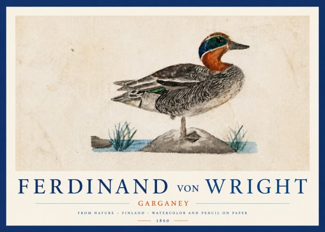 Ferdinand von Wright Garganey No3 - Plakát