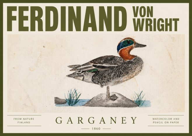 Ferdinand von Wright Garganey No4 - Plakát