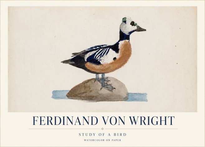 Ferdinand von Wright Study of a Bird No1 - Plakát