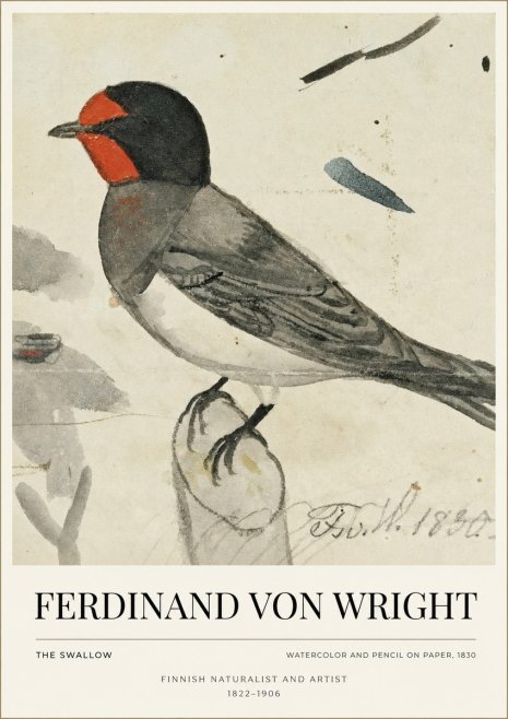 Ferdinand von Wright The Swallow No1 - Plakát