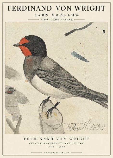 Ferdinand von Wright The Swallow No3 - Plakát