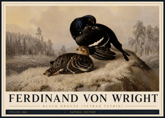 Ferdinand von Wright Black Grouse (Tetrao Tetrix) No4 - Plakát