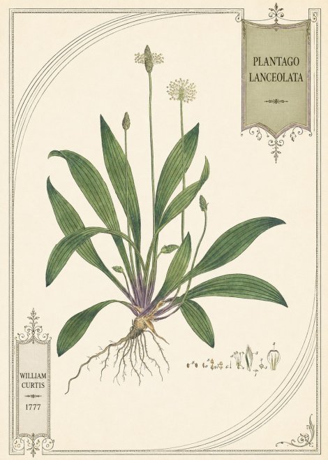 William Curtis Plantago Lanceolata IV No5 - Plakát