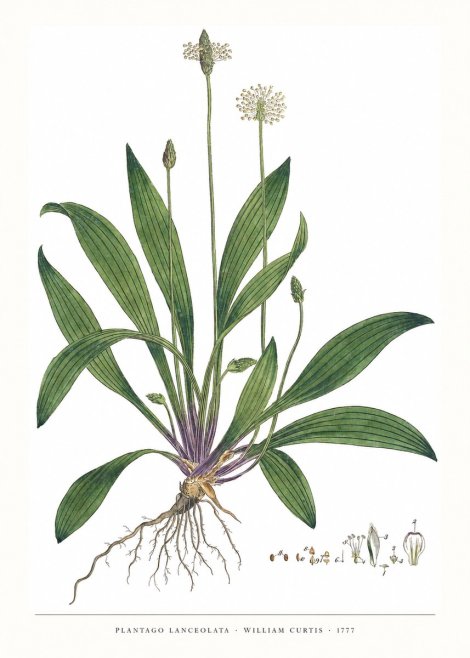 William Curtis Plantago Lanceolata IV No6 - Plakát