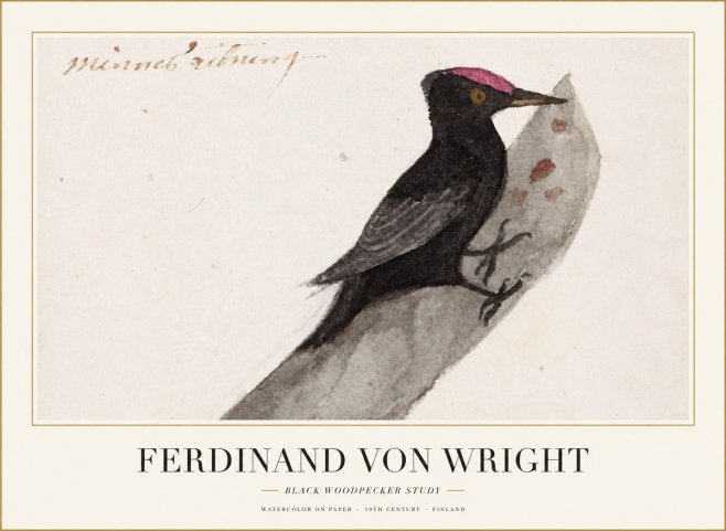 Ferdinand von Wright Black Woodpecker Study No1 - Plakát