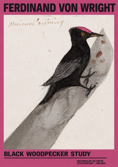 Ferdinand von Wright Black Woodpecker Study No2 - Plakát