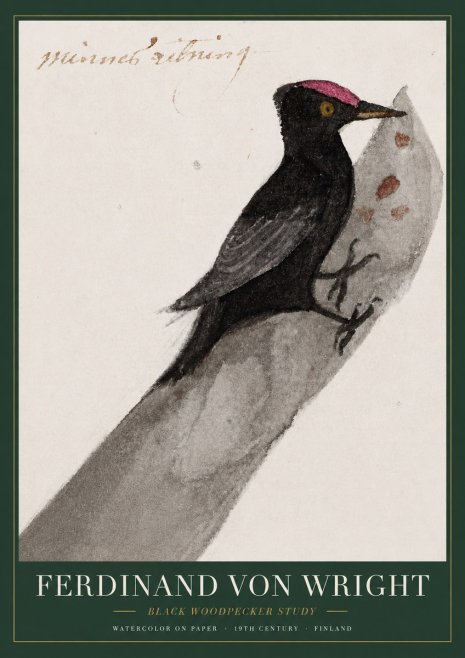 Ferdinand von Wright Black Woodpecker Study No3 - Plakát