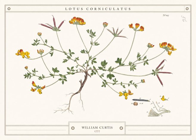William Curtis Lotus Corniculatus III No4 - Plakát