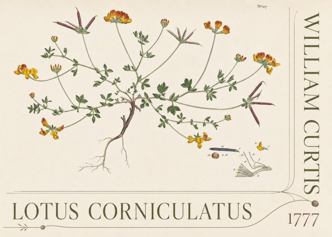William Curtis Lotus Corniculatus III No5 - Plakát