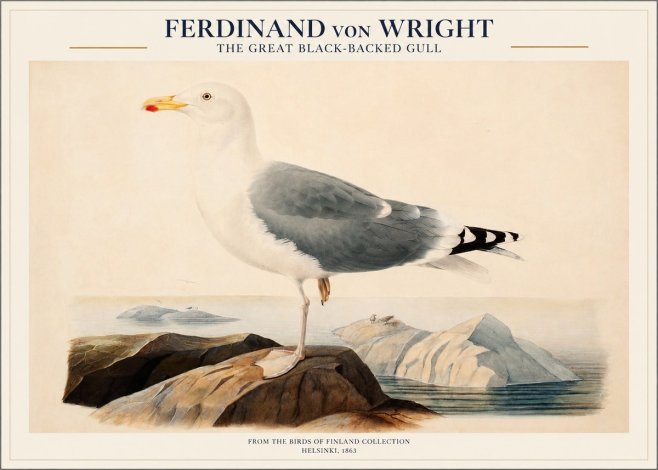 Ferdinand von Wright The Great Black-backed Gull No1 - Plakát