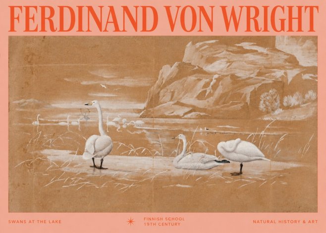 Ferdinand von Wright Swans at the Lake No2 - Plakát