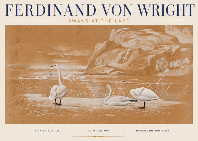 Ferdinand von Wright Swans at the Lake No4 - Plakát