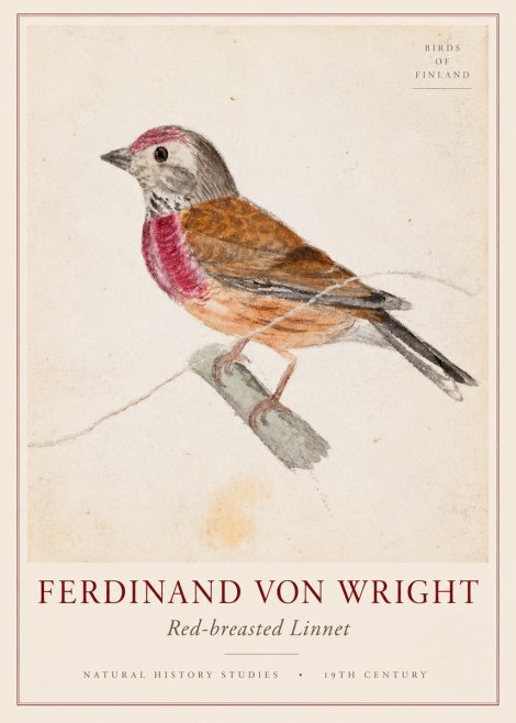 Ferdinand von Wright Bird Study No3 - Plakát