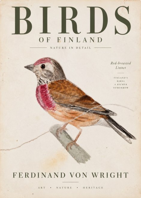 Ferdinand von Wright Bird Study No4 - Plakát