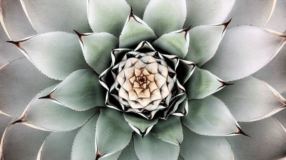 Agave Spiral