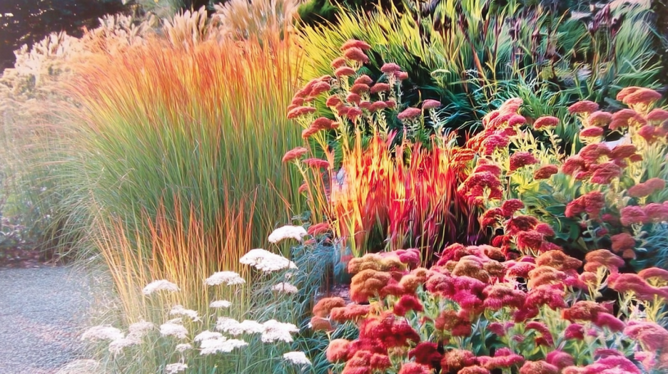 Crimson Grasses