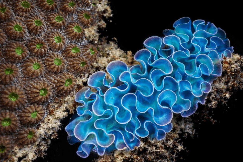 Undulating Reef